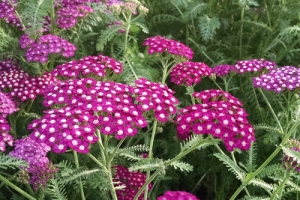 Achillea 'New Vintage Violet' New 2026